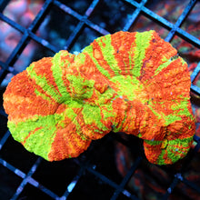 Triple Head Reverse Bleeding Apple Scoly