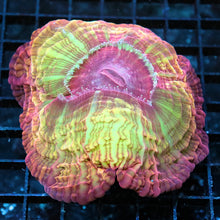 Cosmic Ruby Cynarina