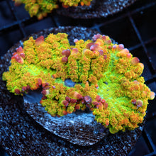 OG Tequila Sunrise Bounce Mushroom