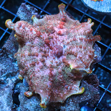 Xl Neglecta Mushroom