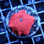 Red Disco Mushroom