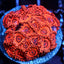 Eternal Sunshine Zoas