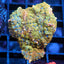 Ultra Rhodactis Mushrooms