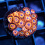 JF Junge Juice Zoas