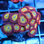 Candy Apple Zoas
