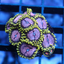 WWC Purple Monster Zoas