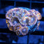 Ultra Zoas