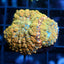 Ultra Rhodactis Mushrooms