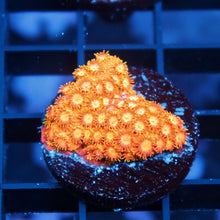 Copperhead Cyphastrea