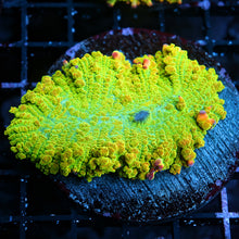 OG Tequila Sunrise Bounce Mushroom