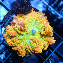 OG Tequila Sunrise Bounce Mushroom