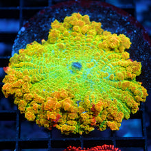 OG Tequila Sunrise Bounce Mushroom