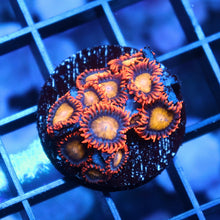 Mandarin Orange Zoas