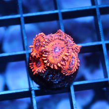 Eternal Sunshine Zoas