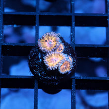 Tangerine Crush Zoas