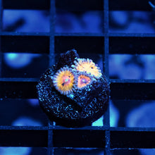 Tangerine Crush Zoas