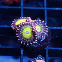 Ultra Zoas