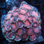 Salted agave Zoa Colony