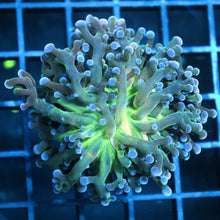 Frogspawn