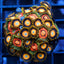 Assorted Zoa Disc