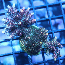 TSA Fruity Pebbles Acro