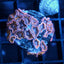 Ultra Zoas