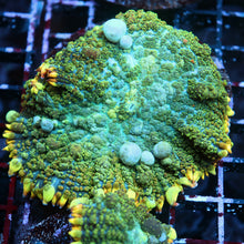 Infinity Gauntlet Bounce Mushroom