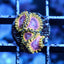 Pink Lemonade Zoas