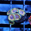 Pink Lemonade Zoas