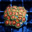 Rainbow Incinerator Zoas