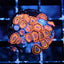 JF Junge Juice Zoas
