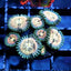 Hawaiin Ding Dang zoas
