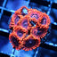 Blue Seas Dark Matter Zoas