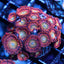 Candy Apple Zoas