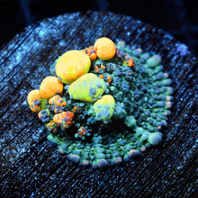 WWC OG Bounce Mushroom