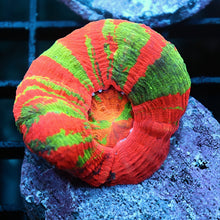 Aquacultured Scoly