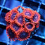 Blue Seas Dark Matter Zoas