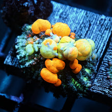 WWC OG Bounce Mushroom