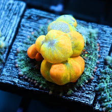 WWC OG Bounce Mushroom