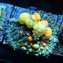 WWC OG Bounce Mushroom