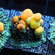 WWC OG Bounce Mushroom