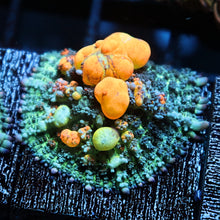 WWC OG Bounce Mushroom