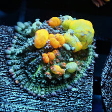 WWC OG Bounce Mushroom