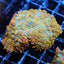 Ultra Rhodactis Mushroom
