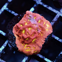 Jack O Lantern Lepto