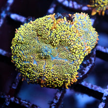 Gold Rush Rhodactis Mushroom