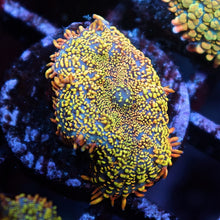 Gold Rush Rhodactis Mushroom