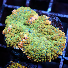 Pink Rim Rhodactis Mushroom