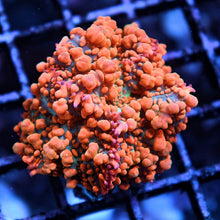 Blue Seas Creamsicle Bounce Mushroom