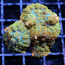 Pink Rim Rhodactis Mushrooms